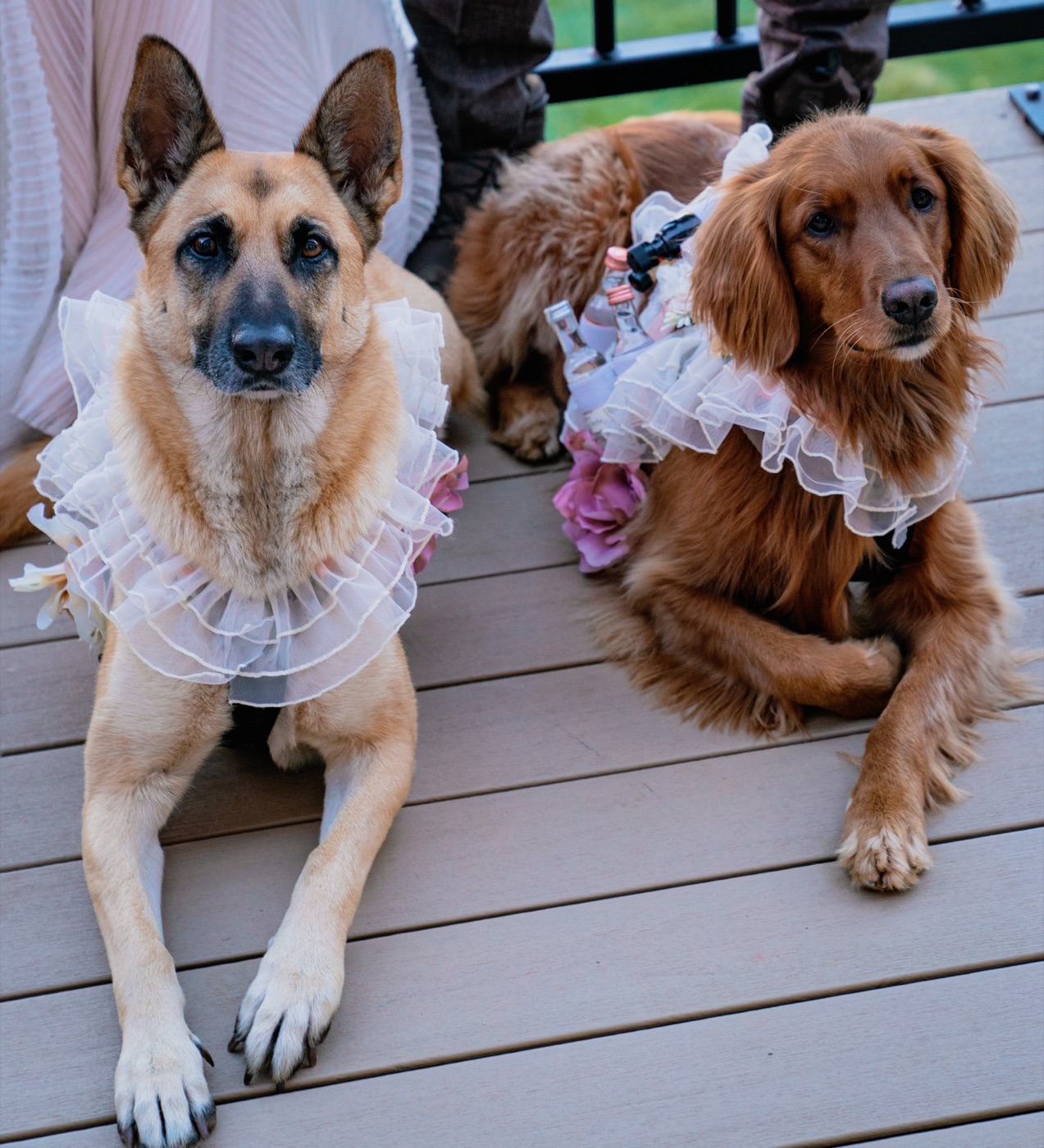 The stars of the story